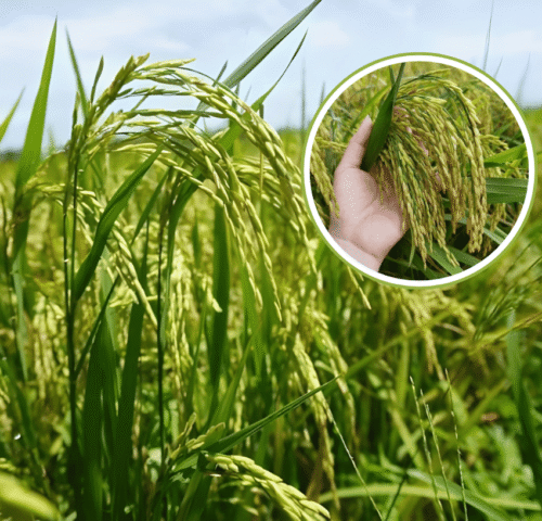 Mùa vụ mới bắt đầu cũng là lúc bệnh vàng lá, thối rễ trở thành nỗi lo lớn nhất của bà con trồng lúa. Đây là các bệnh phát sinh từ đất đai chai cứng và nấm khuẩn có hại. Việt Nhật Cần Thơ đề xuất giải pháp sinh học cốt lõi: sử dụng các chế phẩm vi sinh cải tạo đất chuyên dụng. Vi sinh vật có lợi sẽ được đưa vào đất để: Tiêu diệt nấm khuẩn gây hại rễ và mầm bệnh dưới đất. Giải độc phèn, giúp đất tơi xốp, thông thoáng. Cây lúa sẽ bật rễ mới khỏe mạnh, đứng lá, hấp thụ dinh dưỡng tốt hơn, đảm bảo sinh trưởng ổn định từ đầu vụ. Hãy đầu tư vào sức khỏe của đất để có một mùa lúa bội thu!