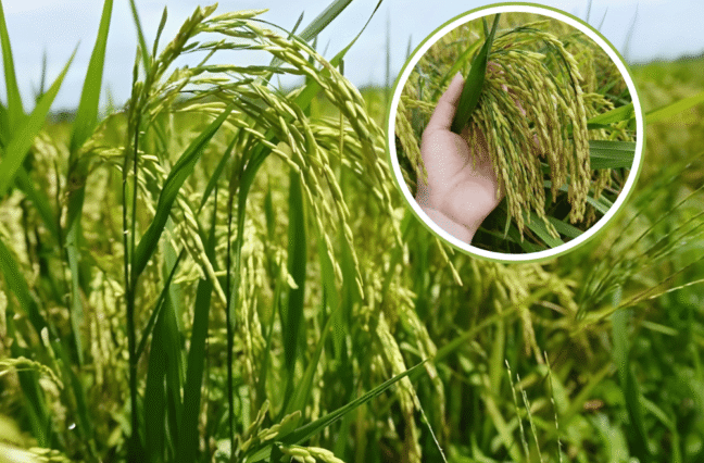 Mùa vụ mới bắt đầu cũng là lúc bệnh vàng lá, thối rễ trở thành nỗi lo lớn nhất của bà con trồng lúa. Đây là các bệnh phát sinh từ đất đai chai cứng và nấm khuẩn có hại. Việt Nhật Cần Thơ đề xuất giải pháp sinh học cốt lõi: sử dụng các chế phẩm vi sinh cải tạo đất chuyên dụng. Vi sinh vật có lợi sẽ được đưa vào đất để: Tiêu diệt nấm khuẩn gây hại rễ và mầm bệnh dưới đất. Giải độc phèn, giúp đất tơi xốp, thông thoáng. Cây lúa sẽ bật rễ mới khỏe mạnh, đứng lá, hấp thụ dinh dưỡng tốt hơn, đảm bảo sinh trưởng ổn định từ đầu vụ. Hãy đầu tư vào sức khỏe của đất để có một mùa lúa bội thu!