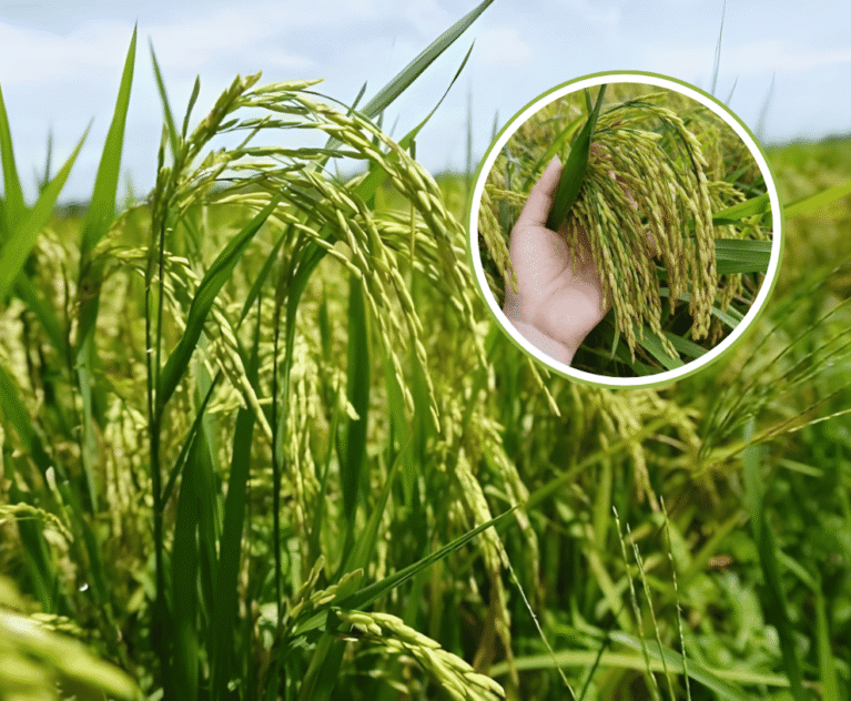 Mùa vụ mới bắt đầu cũng là lúc bệnh vàng lá, thối rễ trở thành nỗi lo lớn nhất của bà con trồng lúa. Đây là các bệnh phát sinh từ đất đai chai cứng và nấm khuẩn có hại. Việt Nhật Cần Thơ đề xuất giải pháp sinh học cốt lõi: sử dụng các chế phẩm vi sinh cải tạo đất chuyên dụng. Vi sinh vật có lợi sẽ được đưa vào đất để: Tiêu diệt nấm khuẩn gây hại rễ và mầm bệnh dưới đất. Giải độc phèn, giúp đất tơi xốp, thông thoáng. Cây lúa sẽ bật rễ mới khỏe mạnh, đứng lá, hấp thụ dinh dưỡng tốt hơn, đảm bảo sinh trưởng ổn định từ đầu vụ. Hãy đầu tư vào sức khỏe của đất để có một mùa lúa bội thu!