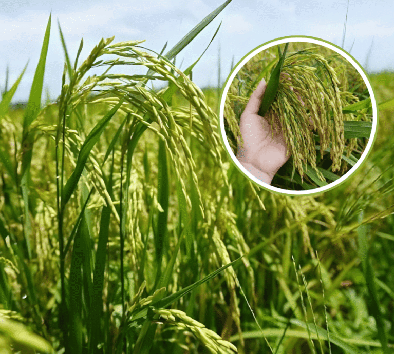 Mùa vụ mới bắt đầu cũng là lúc bệnh vàng lá, thối rễ trở thành nỗi lo lớn nhất của bà con trồng lúa. Đây là các bệnh phát sinh từ đất đai chai cứng và nấm khuẩn có hại. Việt Nhật Cần Thơ đề xuất giải pháp sinh học cốt lõi: sử dụng các chế phẩm vi sinh cải tạo đất chuyên dụng. Vi sinh vật có lợi sẽ được đưa vào đất để: Tiêu diệt nấm khuẩn gây hại rễ và mầm bệnh dưới đất. Giải độc phèn, giúp đất tơi xốp, thông thoáng. Cây lúa sẽ bật rễ mới khỏe mạnh, đứng lá, hấp thụ dinh dưỡng tốt hơn, đảm bảo sinh trưởng ổn định từ đầu vụ. Hãy đầu tư vào sức khỏe của đất để có một mùa lúa bội thu!