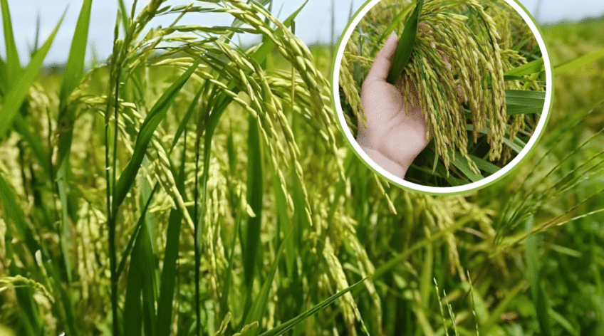 Mùa vụ mới bắt đầu cũng là lúc bệnh vàng lá, thối rễ trở thành nỗi lo lớn nhất của bà con trồng lúa. Đây là các bệnh phát sinh từ đất đai chai cứng và nấm khuẩn có hại. Việt Nhật Cần Thơ đề xuất giải pháp sinh học cốt lõi: sử dụng các chế phẩm vi sinh cải tạo đất chuyên dụng. Vi sinh vật có lợi sẽ được đưa vào đất để: Tiêu diệt nấm khuẩn gây hại rễ và mầm bệnh dưới đất. Giải độc phèn, giúp đất tơi xốp, thông thoáng. Cây lúa sẽ bật rễ mới khỏe mạnh, đứng lá, hấp thụ dinh dưỡng tốt hơn, đảm bảo sinh trưởng ổn định từ đầu vụ. Hãy đầu tư vào sức khỏe của đất để có một mùa lúa bội thu!