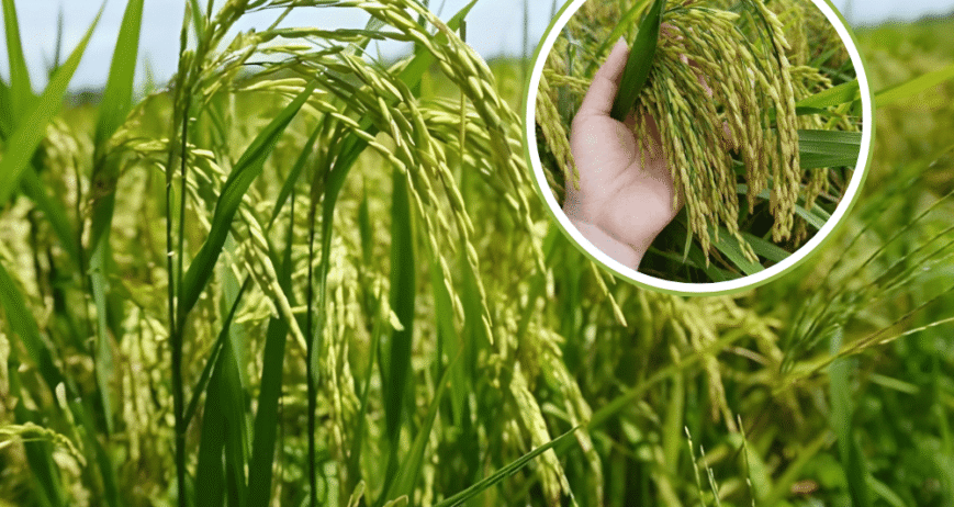 Mùa vụ mới bắt đầu cũng là lúc bệnh vàng lá, thối rễ trở thành nỗi lo lớn nhất của bà con trồng lúa. Đây là các bệnh phát sinh từ đất đai chai cứng và nấm khuẩn có hại. Việt Nhật Cần Thơ đề xuất giải pháp sinh học cốt lõi: sử dụng các chế phẩm vi sinh cải tạo đất chuyên dụng. Vi sinh vật có lợi sẽ được đưa vào đất để: Tiêu diệt nấm khuẩn gây hại rễ và mầm bệnh dưới đất. Giải độc phèn, giúp đất tơi xốp, thông thoáng. Cây lúa sẽ bật rễ mới khỏe mạnh, đứng lá, hấp thụ dinh dưỡng tốt hơn, đảm bảo sinh trưởng ổn định từ đầu vụ. Hãy đầu tư vào sức khỏe của đất để có một mùa lúa bội thu!