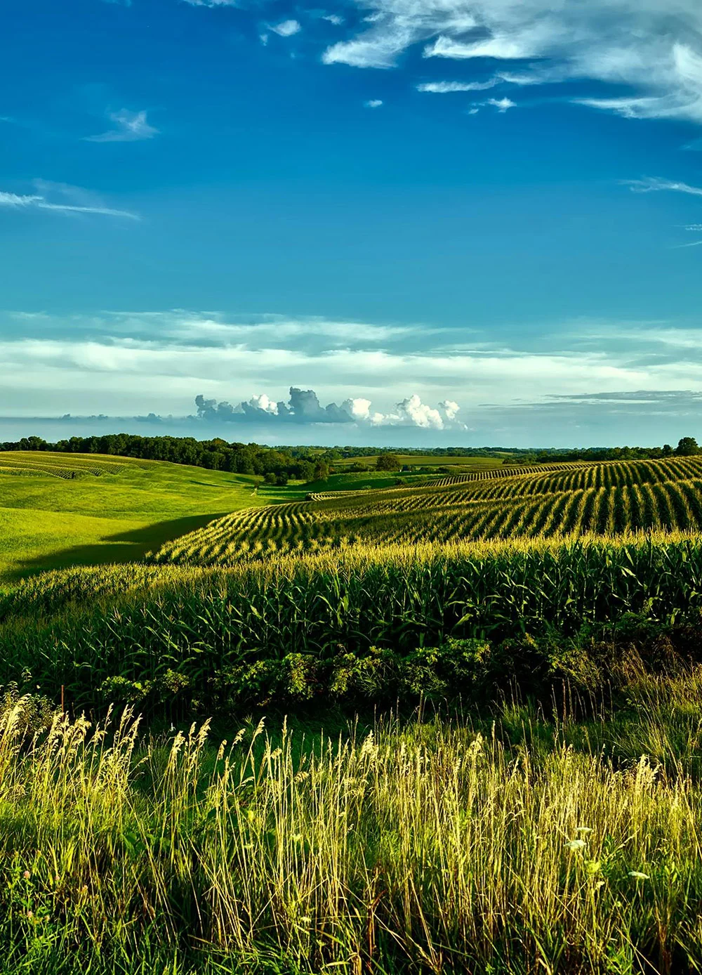 Phát triển và cung cấp các chế phẩm sinh học, thuốc trừ sâu sinh học an toàn, hiệu quả, giúp phòng trừ và quản lý sâu bệnh hại theo hướng hữu cơ, không gây tồn dư độc hại.