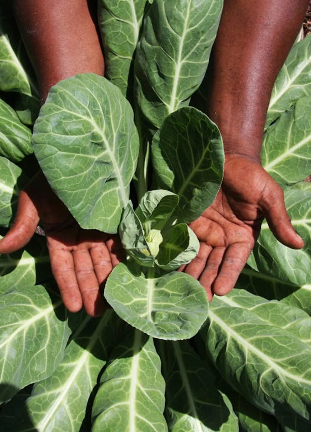 Tích hợp các sản phẩm ứng dụng công nghệ Nano hiện đại, giúp hoạt chất được hấp thu tối đa, tăng cường hiệu quả phòng vệ và dinh dưỡng, tiết kiệm chi phí cho bà con nông dân.