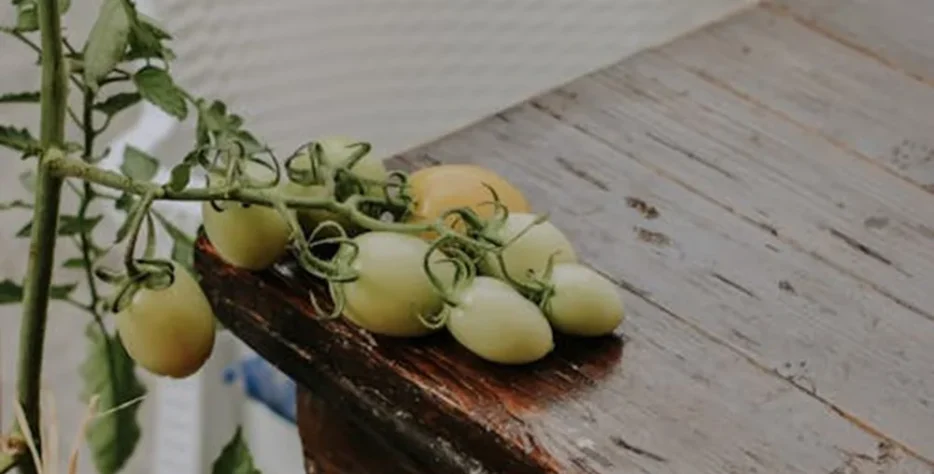 Tổ chức các khóa tập huấn, đào tạo kiến thức chuyên môn về sản phẩm và kỹ thuật canh tác mới cho đội ngũ đại lý. Xây dựng chính sách hợp tác minh bạch, bền vững nhằm mở rộng mạng lưới phân phối trên toàn quốc.