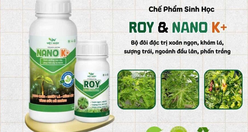 Chế phẩm sinh học chuyên phòng ngừa xoăn ngọn, xoăn lá, khảm, và sượng trái do virus, tăng cường hệ miễn dịch tự nhiên của cây trồng.