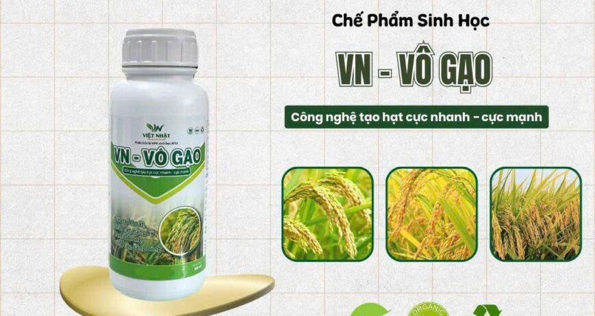 Trổ thoát, trổ đồng loạt, cứng cây. Vô gạo nhanh, xanh lá đày, không bị khô đầu bông. Chắc hạt, nặng ký