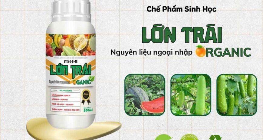 Chế phẩm sinh học giúp thúc trái lớn nhanh, tăng kích thước, chắc ruột, nặng ký, và cải thiện hương vị, mẫu mã trái cây đạt chuẩn loại 1.
